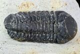 Bargain, Austerops Trilobite - Ofaten, Morocco #106035-2